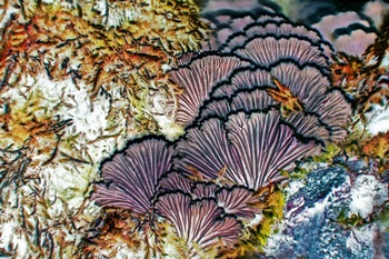 N 095A